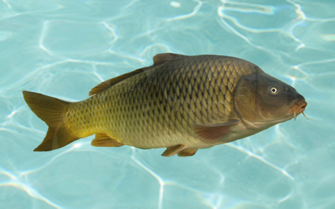 鯉魚(yú)膽的故事