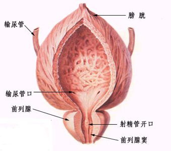 腎虛常見病證的調養(yǎng)—前列腺增生