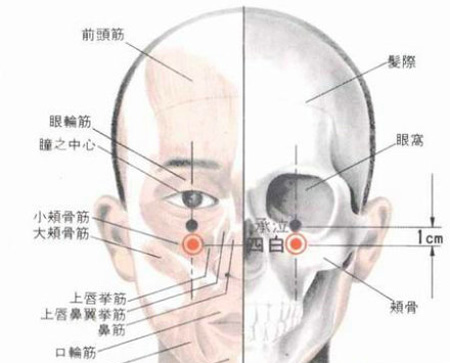 四白穴→治青光眼、近視