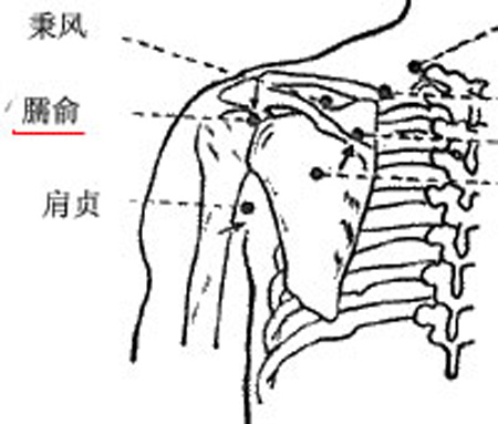 臑俞穴→舒筋活血