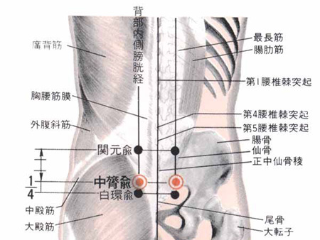 中膂俞穴→益腎溫陽(yáng)