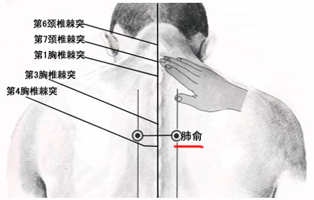 肺俞穴→治咳嗽、氣喘