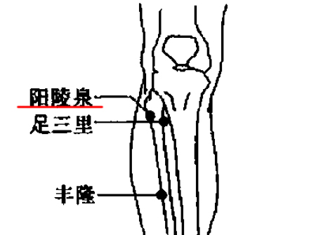 陽(yáng)陵泉穴→強(qiáng)健腰膝