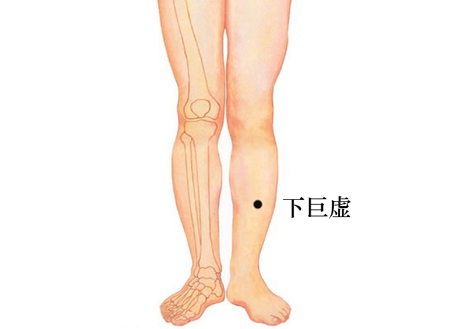 下巨虛穴→調和腸胃