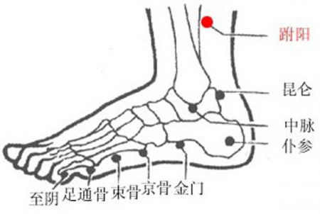 跗陽穴→治頭痛、腰骶痛