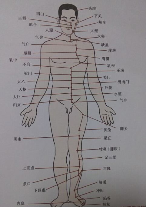 足陽(yáng)明胃經(jīng)拔罐線(xiàn)路