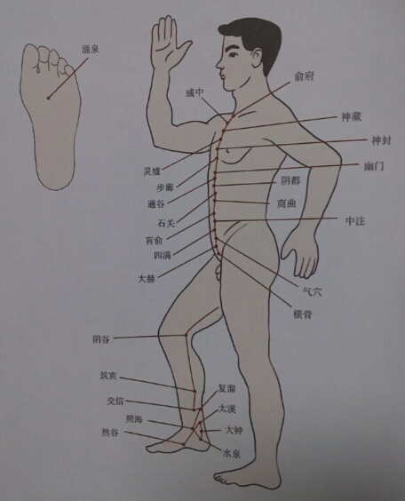 足少陰腎經拔罐線路