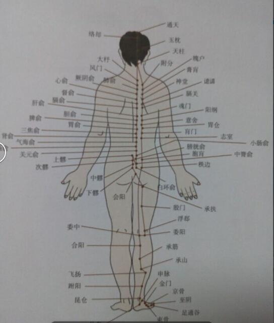 足太陽(yáng)膀胱經(jīng)拔罐線路