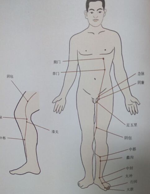 足厥陰肝經(jīng)拔罐線(xiàn)路