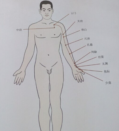 太陰肺經(jīng)拔罐線(xiàn)路