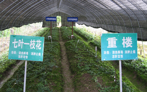 廣東第一險峰要培植5000畝中藥基地