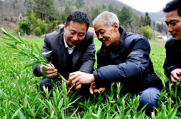 邯鄲涉縣“1+3”中藥材種植模式助老區(qū)群眾脫貧致富