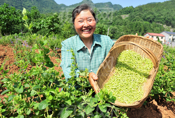 遂昌縣基層干部帶領(lǐng)村民種植中草藥實(shí)現(xiàn)脫貧致富