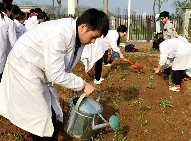 湖北中醫(yī)藥大學藥學院師生在校內(nèi)栽種藥用植物