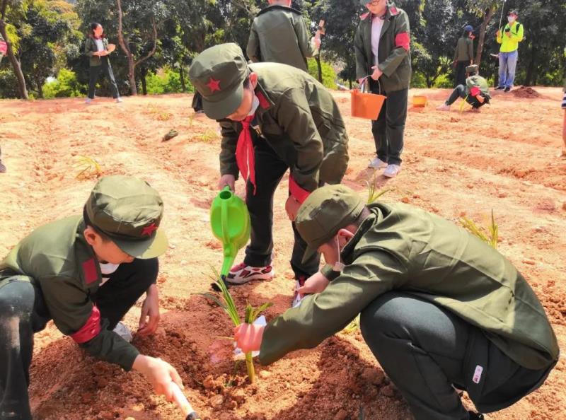 勞動(dòng)實(shí)踐：種植萱草