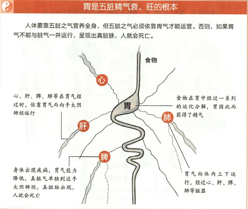 胃有什么重要性？