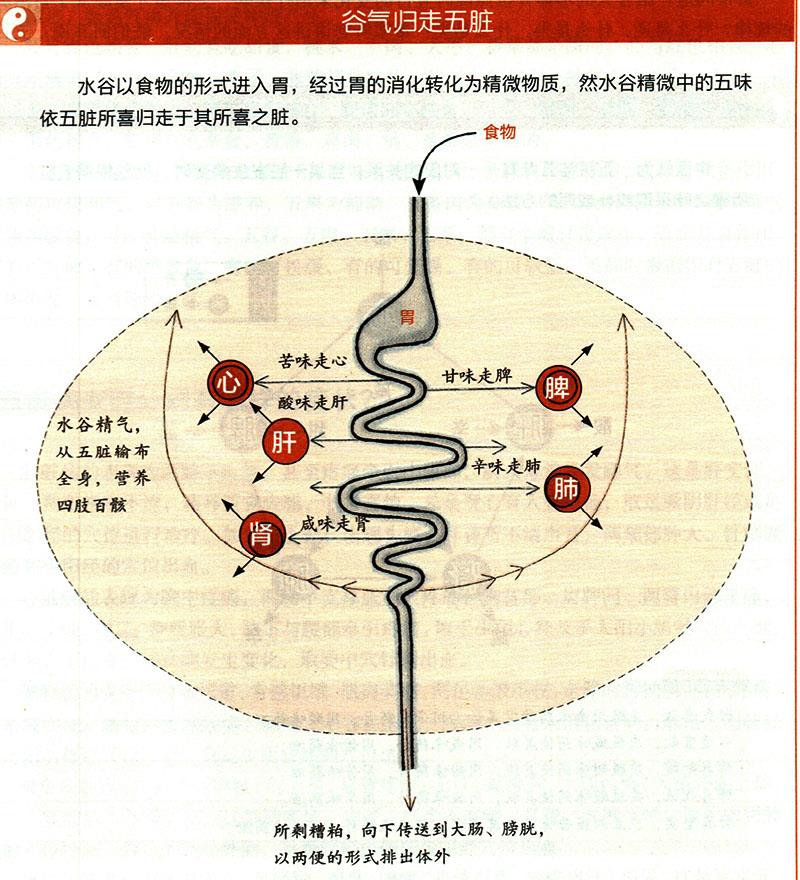 食物在體內(nèi)如何運(yùn)化？