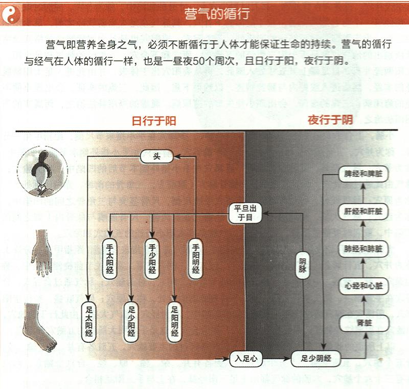 營(yíng)氣在體內(nèi)是如何循環(huán)的？