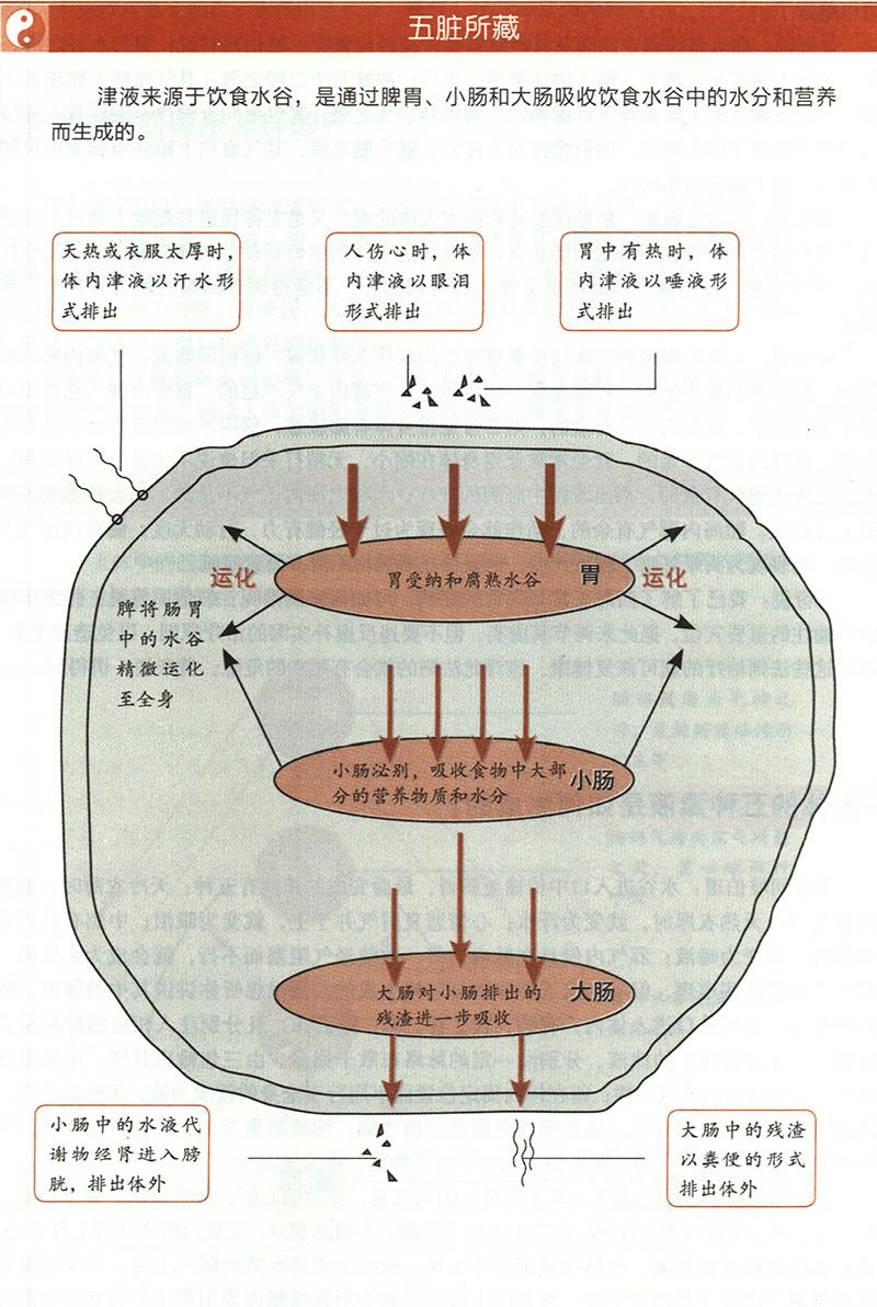 人體的五種津液是如何生成的？