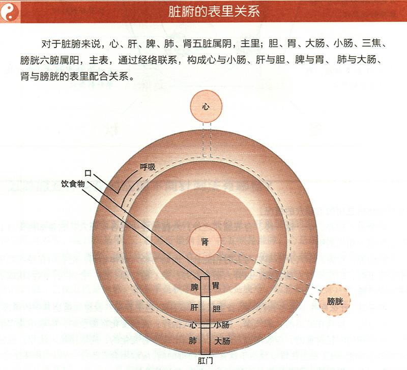 臟腑與各組織之間是什么關(guān)系？