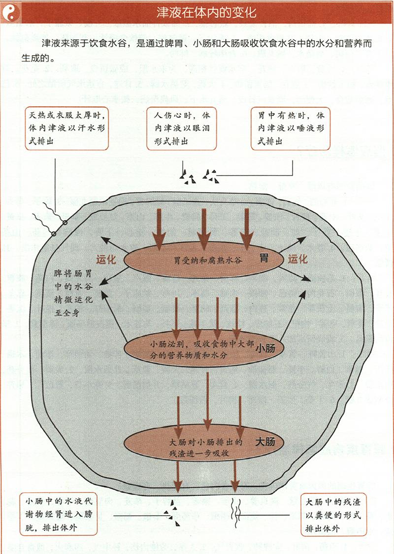 痰飲應(yīng)怎樣治療？