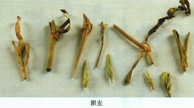 蒙藥經(jīng)方