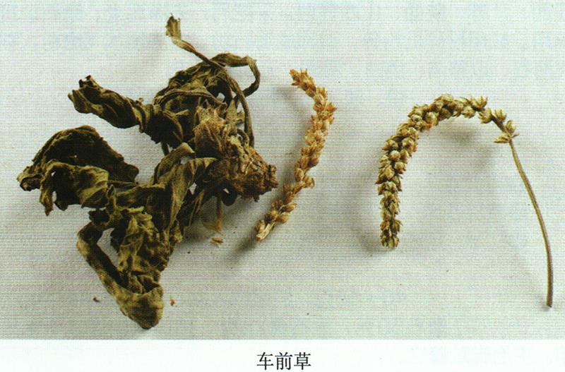 維藥經(jīng)方